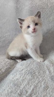 Ragdoll mix kittens