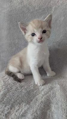 Ragdoll mix kittens - Photo 2