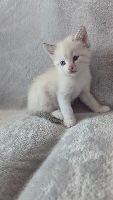 Ragdoll mix kittens - Photo 3