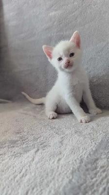 Ragdoll mix kittens - Photo 4