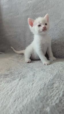 Ragdoll mix kittens - Photo 5