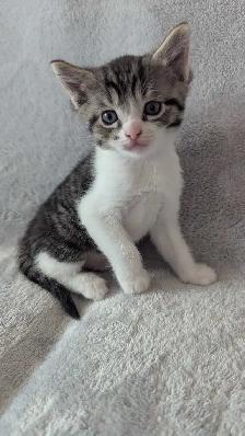 Ragdoll mix kittens - Photo 6