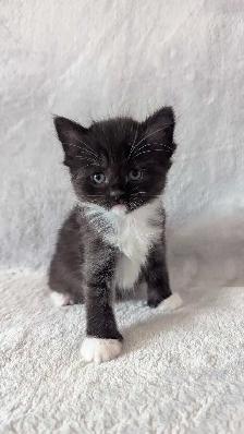 Ragdoll mix kittens - Photo 7