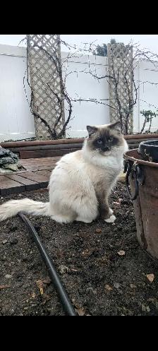 Ragdoll mix kittens - Photo 8