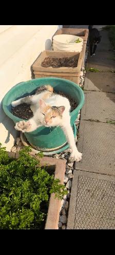 Ragdoll mix kittens - Photo 9