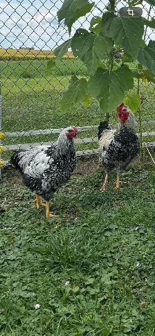 beautiful roosters!