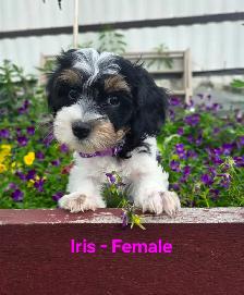 Super Cute Yorkiepoos - Photo 2