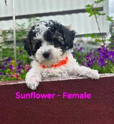Super Cute Yorkiepoos - Photo 3