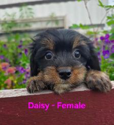 Super Cute Yorkiepoos - Photo 4