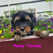 Super Cute Yorkiepoos - Photo 5
