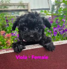 Super Cute Yorkiepoos - Photo 6