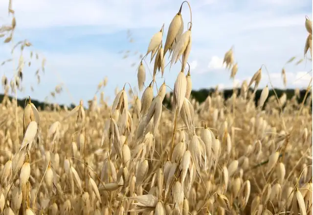 BAGGED OATS FOR SALE