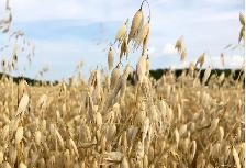 BAGGED OATS FOR SALE