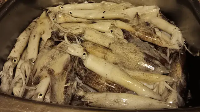 squids  anyone need