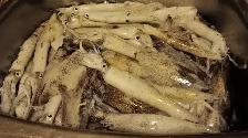 squids  anyone need