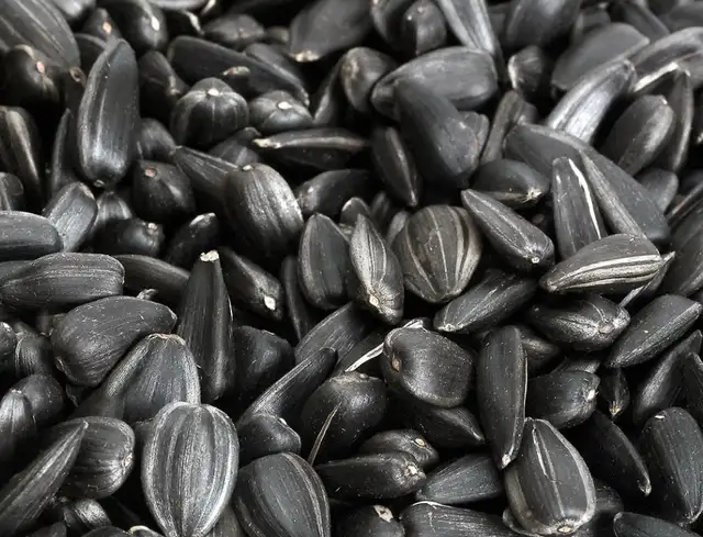 BLACK OIL SUNFLOWERS FOR SALE
