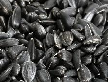 BLACK OIL SUNFLOWERS FOR SALE