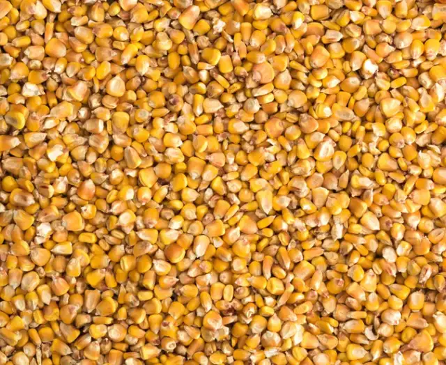 BAGGED CORN FOR SALE