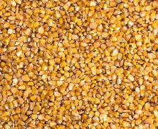 BAGGED CORN FOR SALE