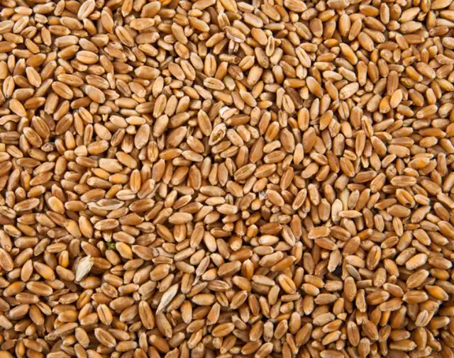 BAGGED WHEAT FOR SALE