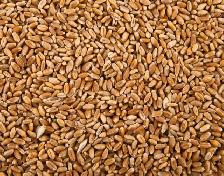 BAGGED WHEAT FOR SALE