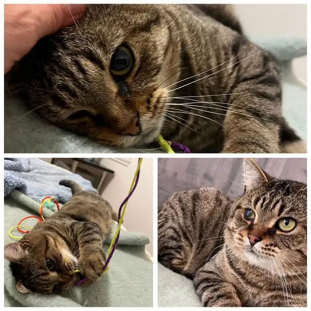 Chat qui sera euthanasié dans 6 jours