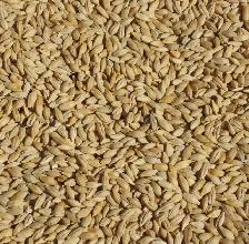 BAGGED BARLEY FOR SALE