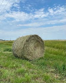 HAY FOR SALE