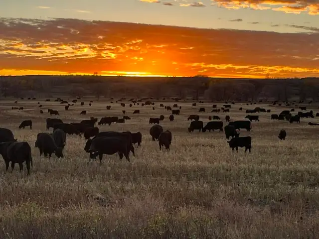 HIRING RANCH FOREMAN