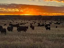HIRING RANCH FOREMAN