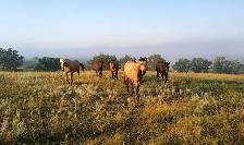 HIRING RANCH FOREMAN - Photo 7