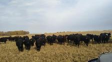HIRING RANCH FOREMAN - Photo 8