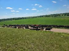 HIRING RANCH FOREMAN - Photo 9