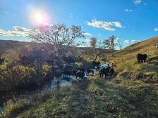 HIRING RANCH FOREMAN - Photo 10