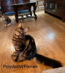 MAINE COON KITTENS AND ADULT - Photo 4