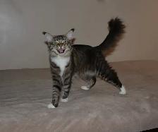 MAINE COON KITTENS AND ADULT - Photo 7