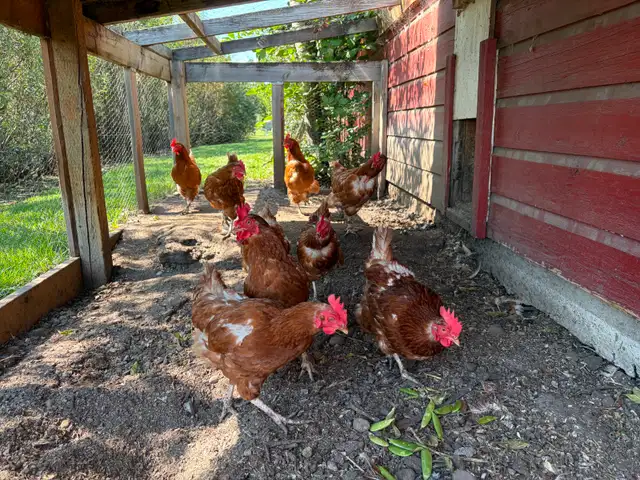 Chickens - Layers