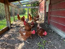 Chickens - Layers