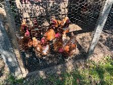 Chickens - Layers - Photo 2