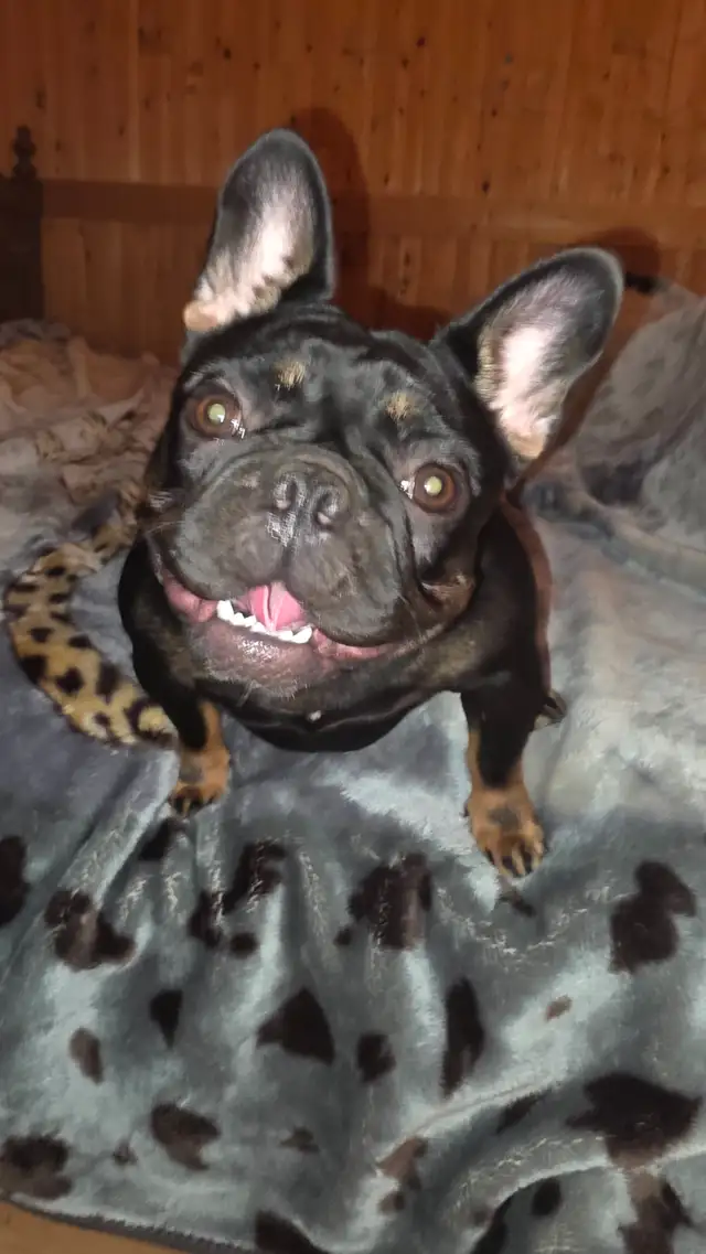 Femelle Bouledogue Français
