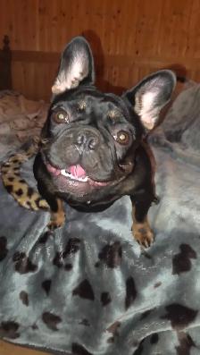 Femelle Bouledogue Français