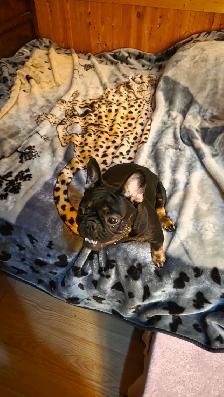 Femelle Bouledogue Français - Photo 2