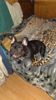 Femelle Bouledogue Français - Photo 3