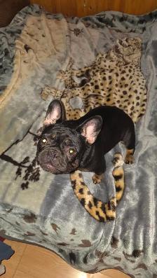 Femelle Bouledogue Français - Photo 4