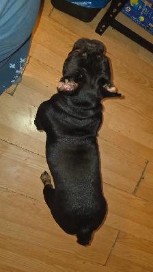 Femelle Bouledogue Français - Photo 5