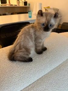 Incroyable chaton highland lynx 3 gènes