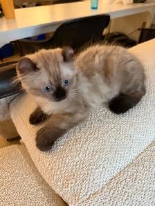 Incroyable chaton highland lynx 3 gènes - Photo 2