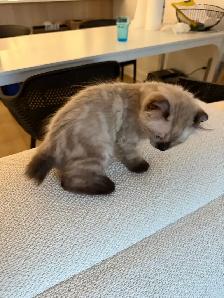 Incroyable chaton highland lynx 3 gènes - Photo 3