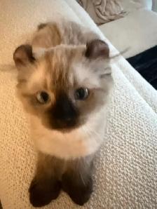 Incroyable chaton highland lynx 3 gènes - Photo 4