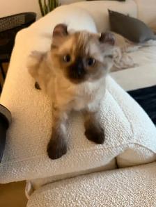 Incroyable chaton highland lynx 3 gènes - Photo 5